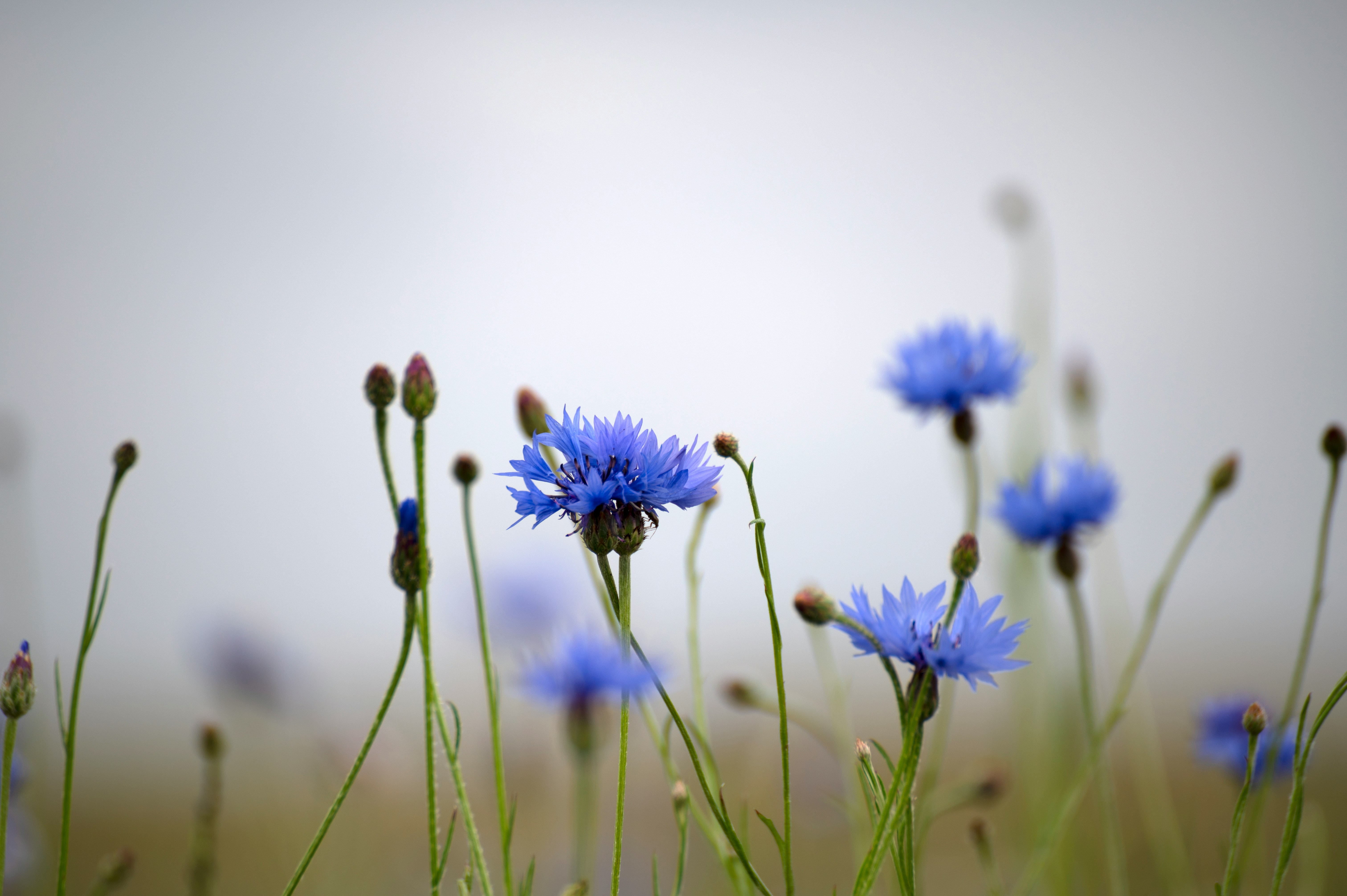 Mindfulness búzavirágok